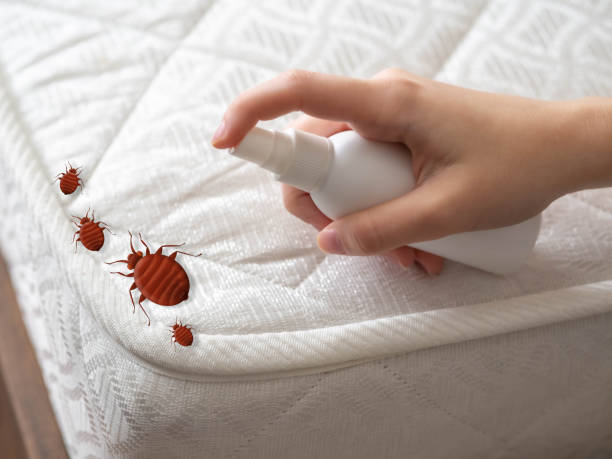 Best Residential Pest Control  in Crouch Mesa, NM